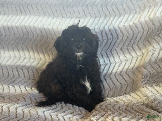 Shihpoo dogs Parker - Ad 22