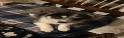 Pomsky dogs for sale: Pomsky Puppy 1 - Ad 11