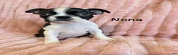 Boston Terrier dogs for sale: Nona - Ad 3