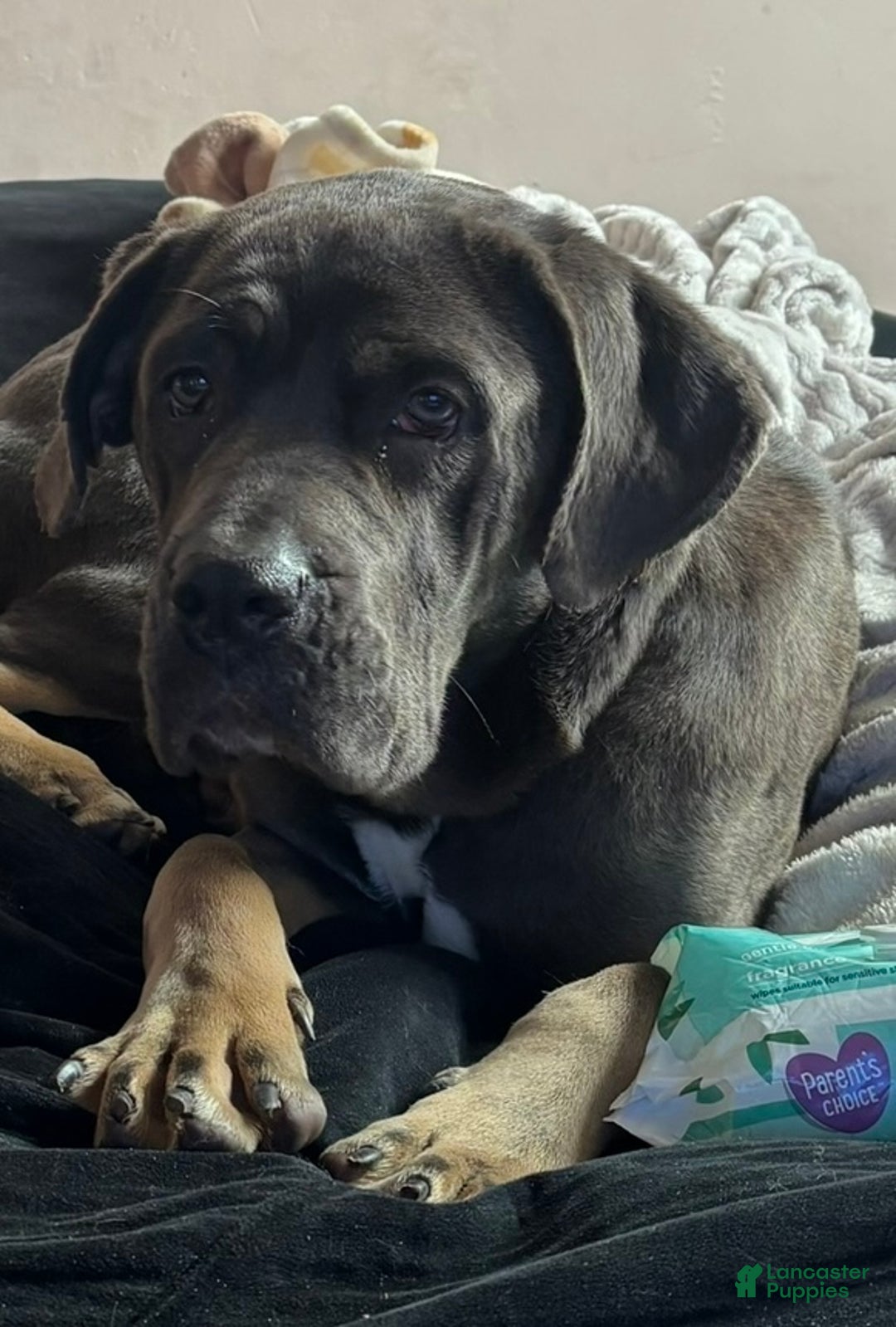 Cane Corso dogs for sale: Everest  - Ad 1