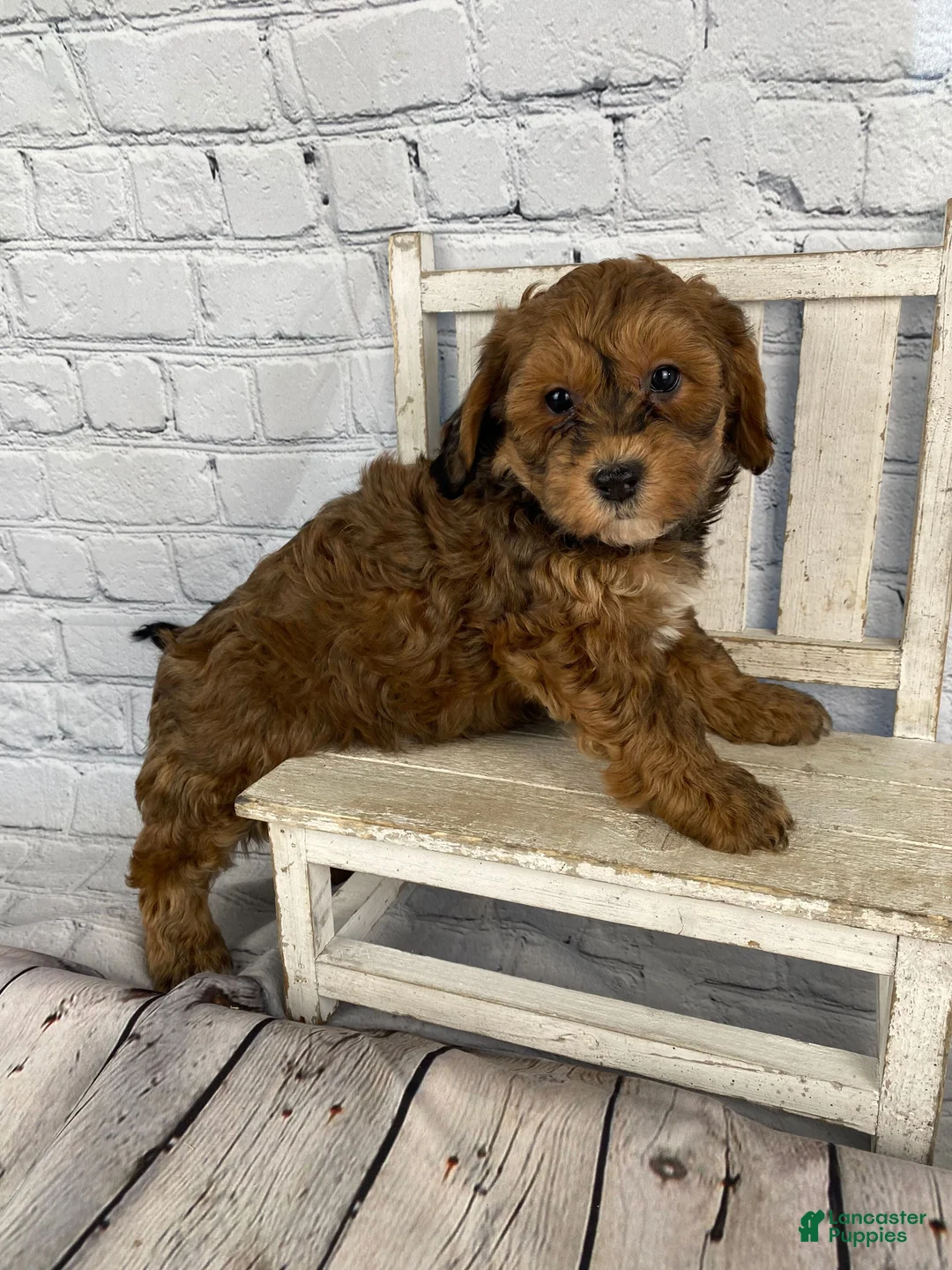 Cavapoo dogs for sale: Dina - Ad 15
