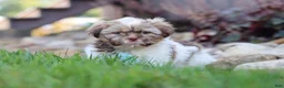 Shih Tzu dogs for sale: River - Ad 9