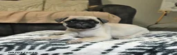 Pug dogs for sale: Popcorn - Ad 3