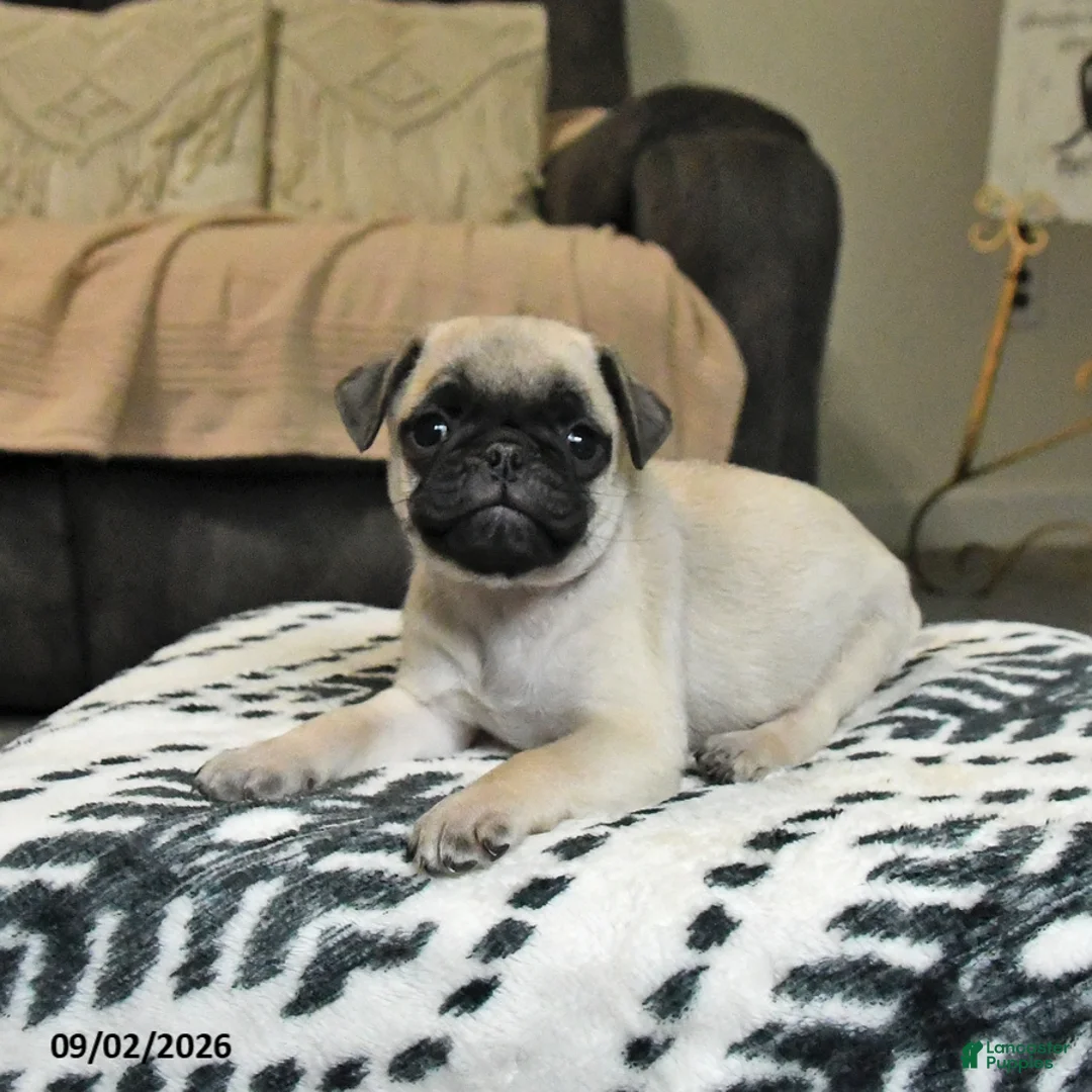 Pug dogs for sale: Popcorn - Ad 3