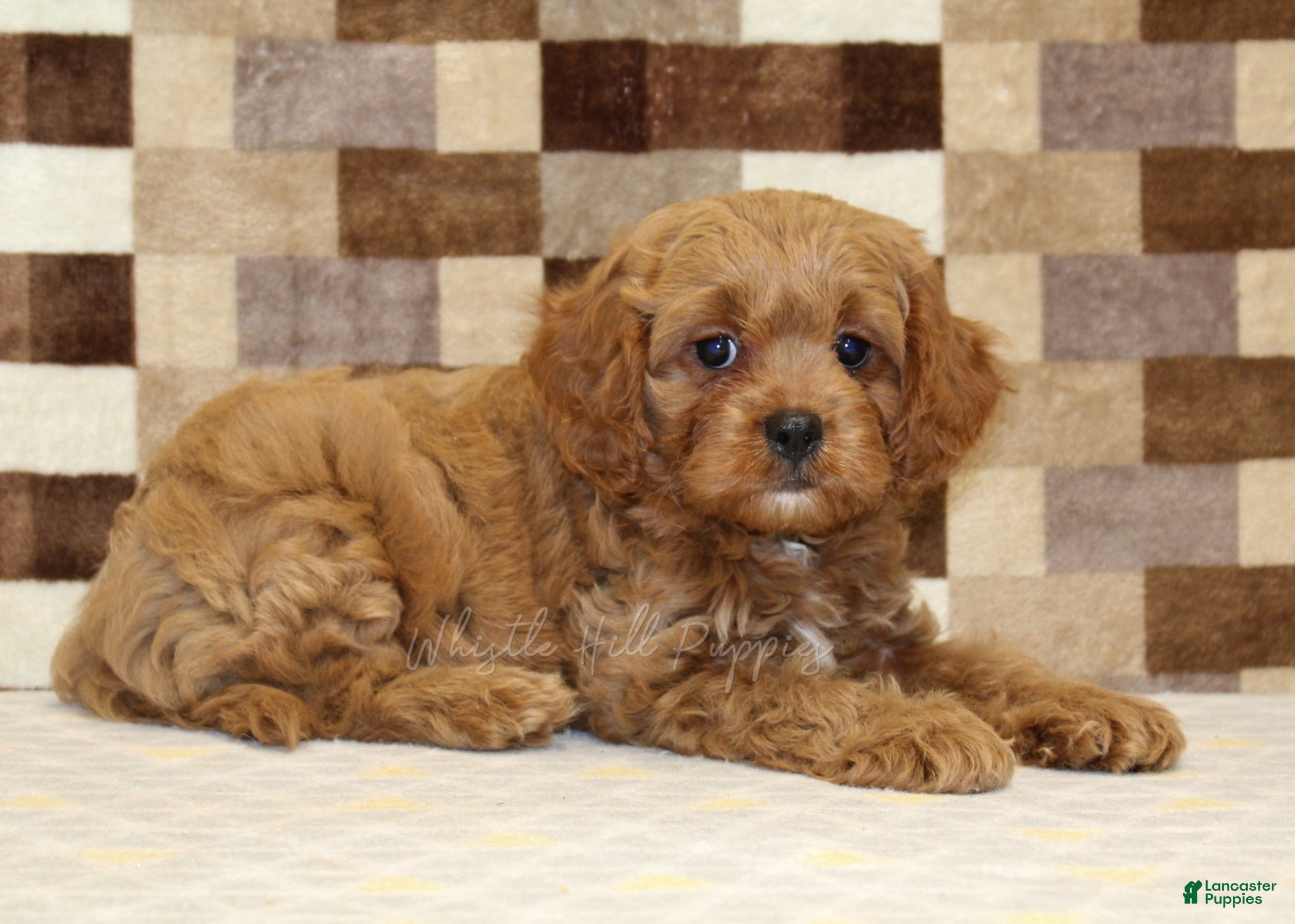 Cavapoo dogs Dylan - Ad 2