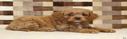 Cavapoo dogs for sale: Dylan - Ad 2
