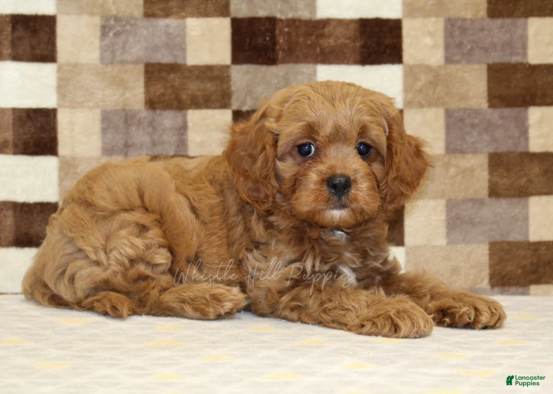 Cavapoo dogs for sale: Dylan - Ad 2
