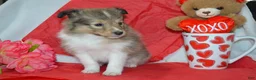Shetland Sheepdog dogs for sale: Kalila - Ad 2