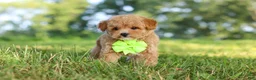 Maltipoo dogs for sale: Patrick - Ad 10