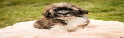 Havanese dogs for sale: Rambo - Ad 3