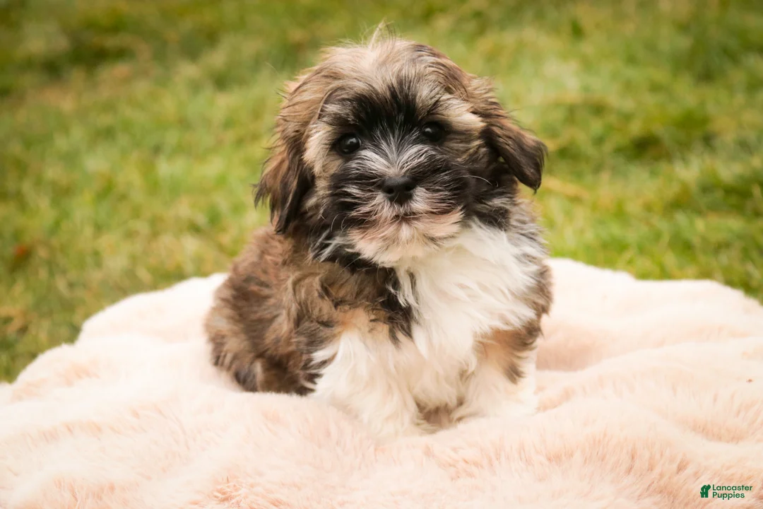 Havanese dogs for sale: Rambo - Ad 3