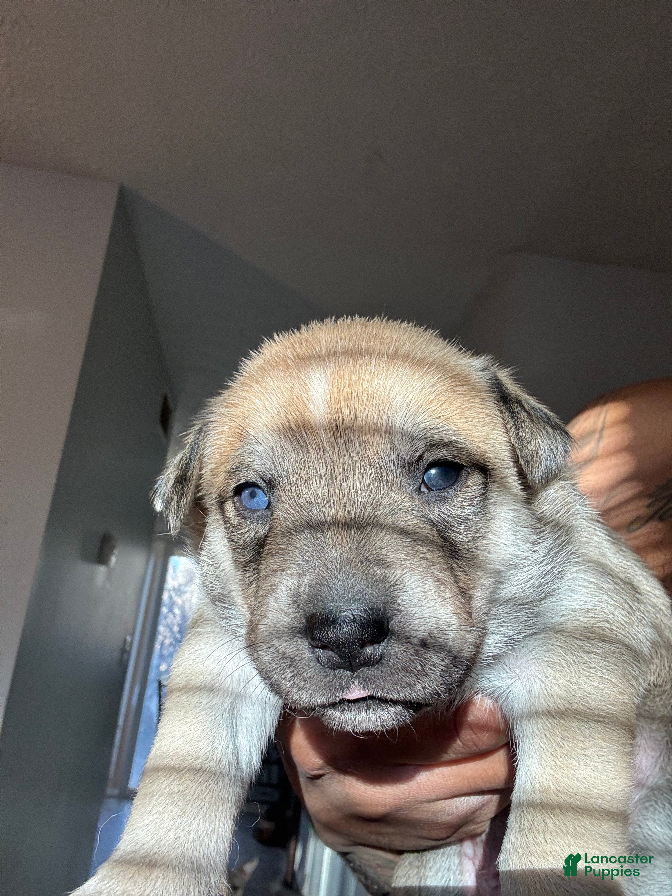 Mixed Breed dogs Mixed Breed Puppy 3 - Ad 4