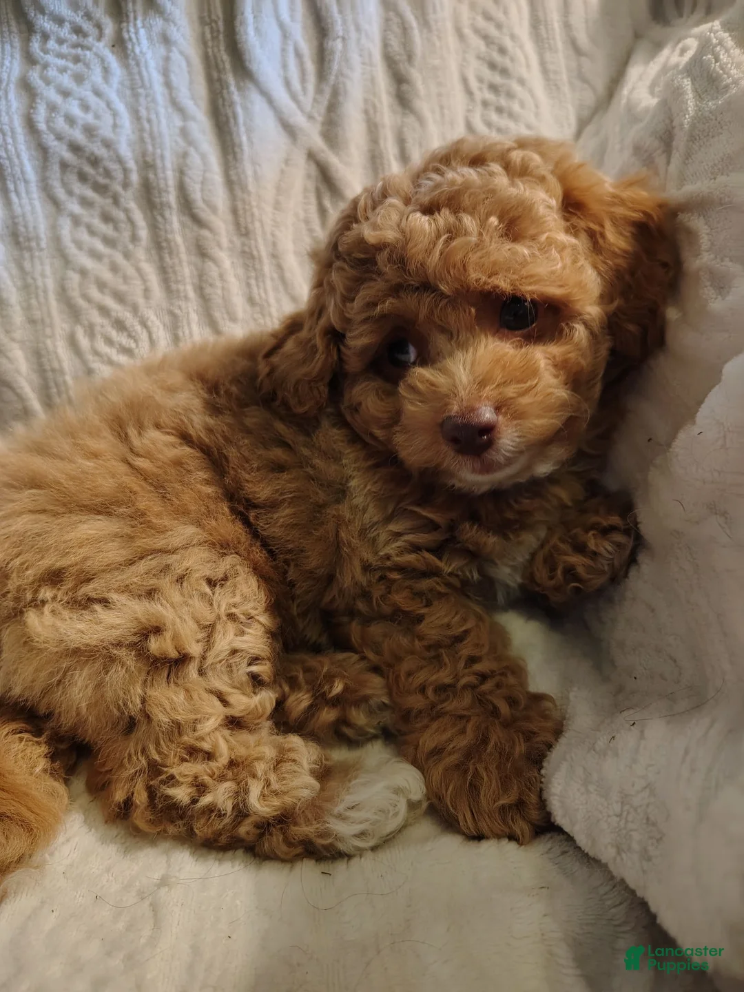 Toy Poodle dogs for sale: Snuggles Toy Poodle 1 - Ad 5