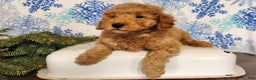 Mini Goldendoodle dogs for sale: Houston - Ad 5