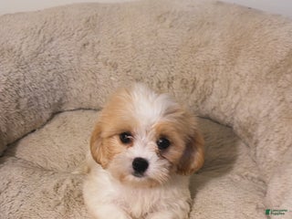 Maltipoo dogs - Ad 19