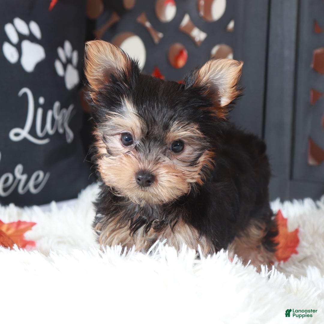 Yorkshire Terrier dogs for sale: Carolina - Ad 5