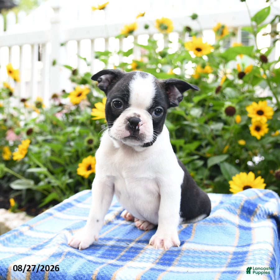 Boston Terrier dogs Rocco - Ad 1