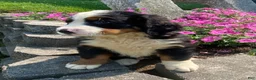 Bernese Mountain Dog dogs for sale: Cooper - Ad 3