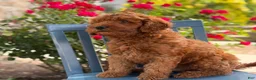 Mini Goldendoodle dogs for sale: Cookie - Ad 5