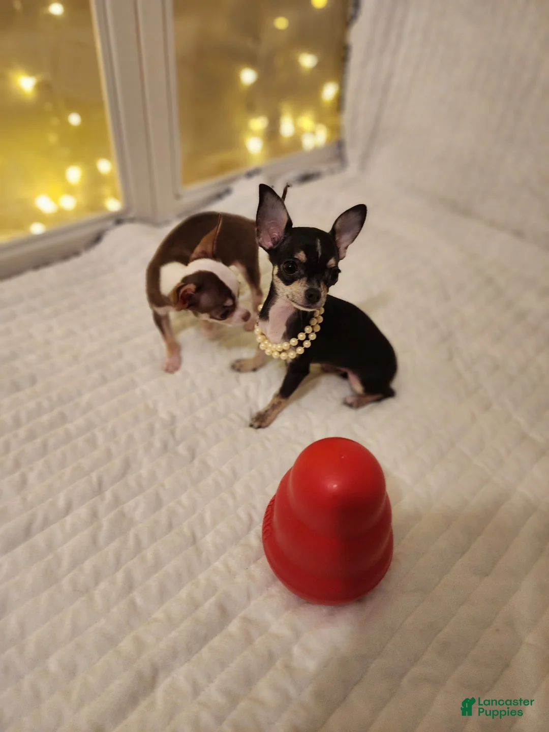 Chihuahua dogs for sale: Toy mini - Ad 6