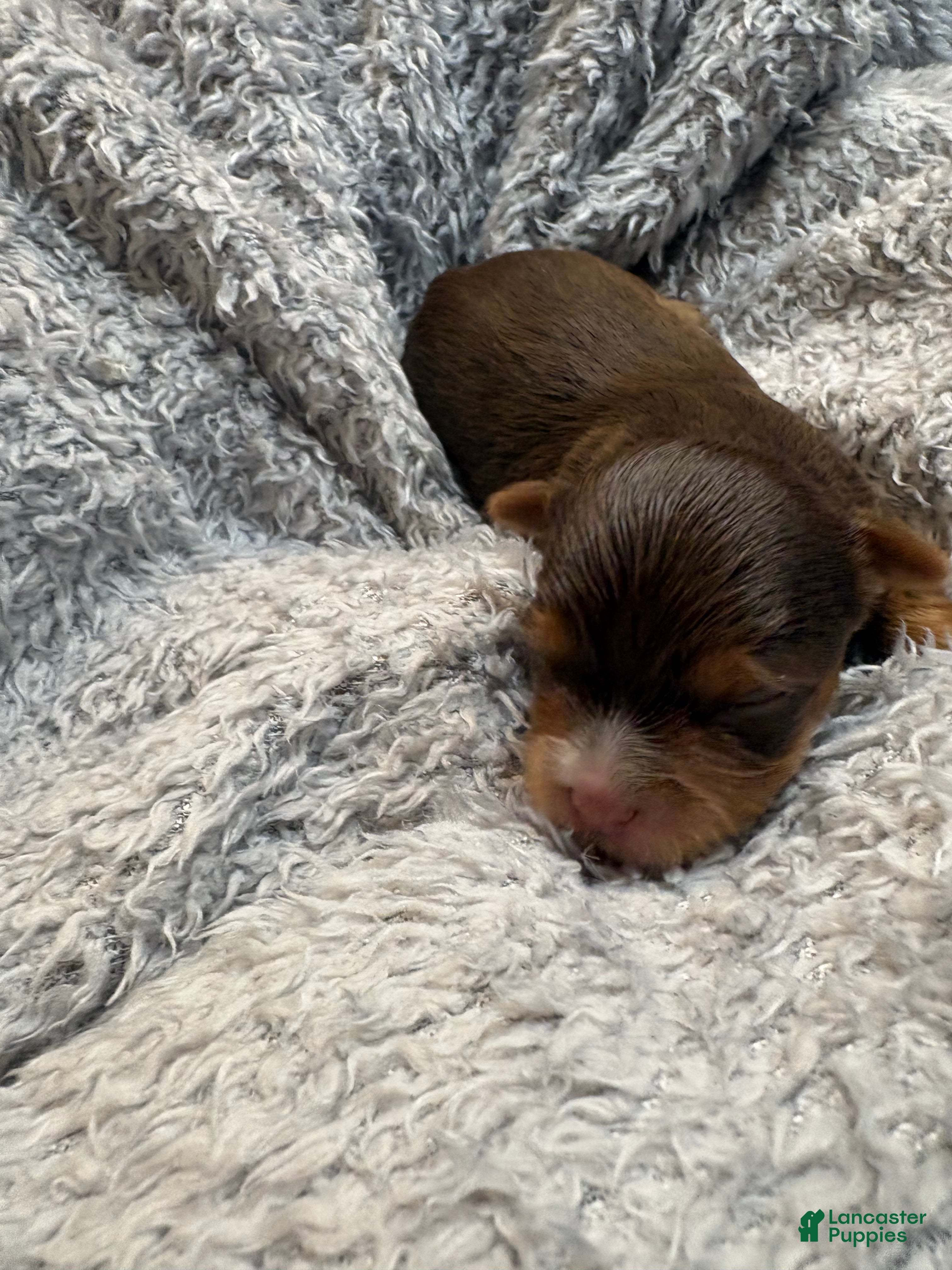 Yorkshire Terrier dogs for sale: Ash - Ad 1
