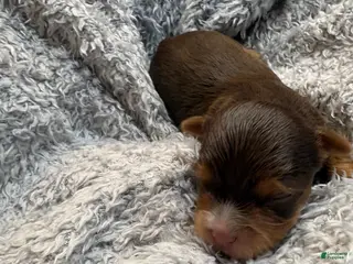 Yorkshire Terrier dogs Ash - Ad 11