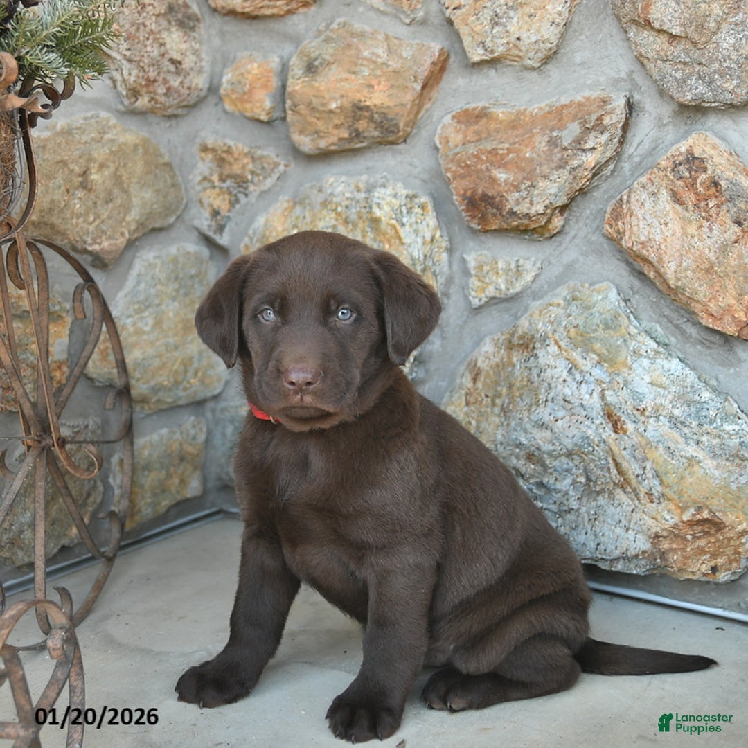 Labrador Retriever dogs for sale: Justin  - Ad 5