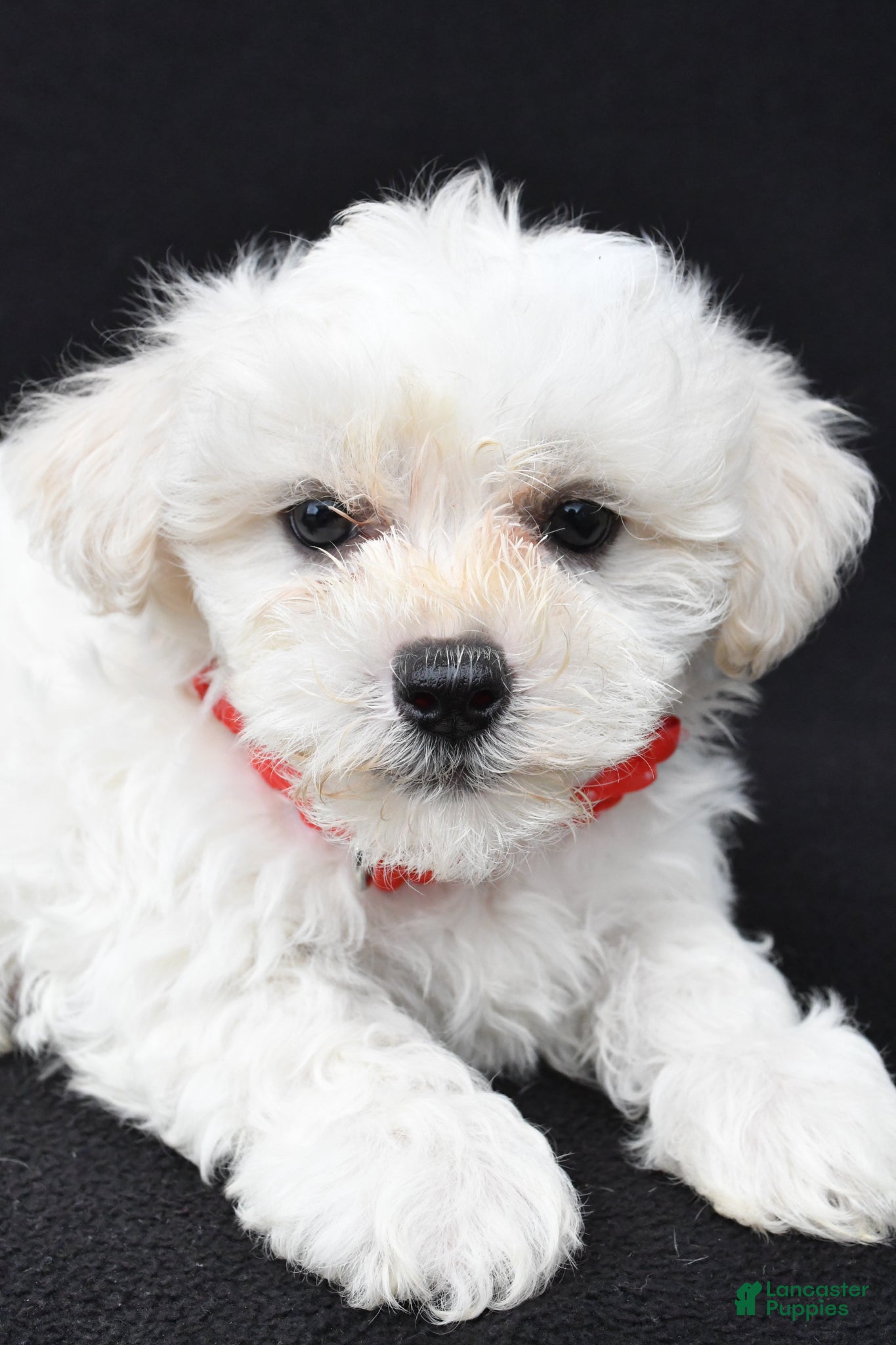 Maltipoo dogs Bruce - Ad 2