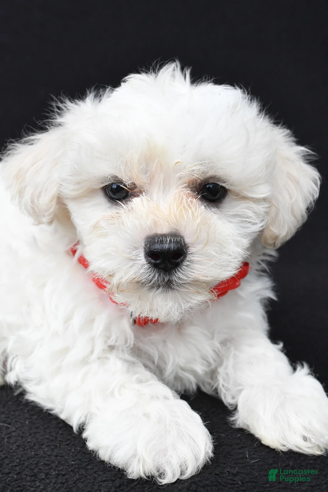 Maltipoo dogs for sale: Bruce - Ad 2