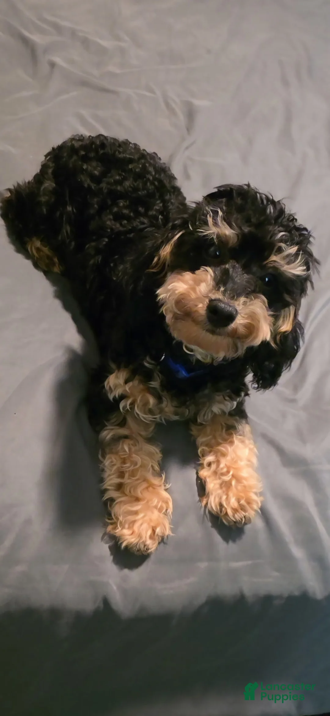 Toy Poodle dogs for sale: Bootsie Toy Poodle  - Ad 2