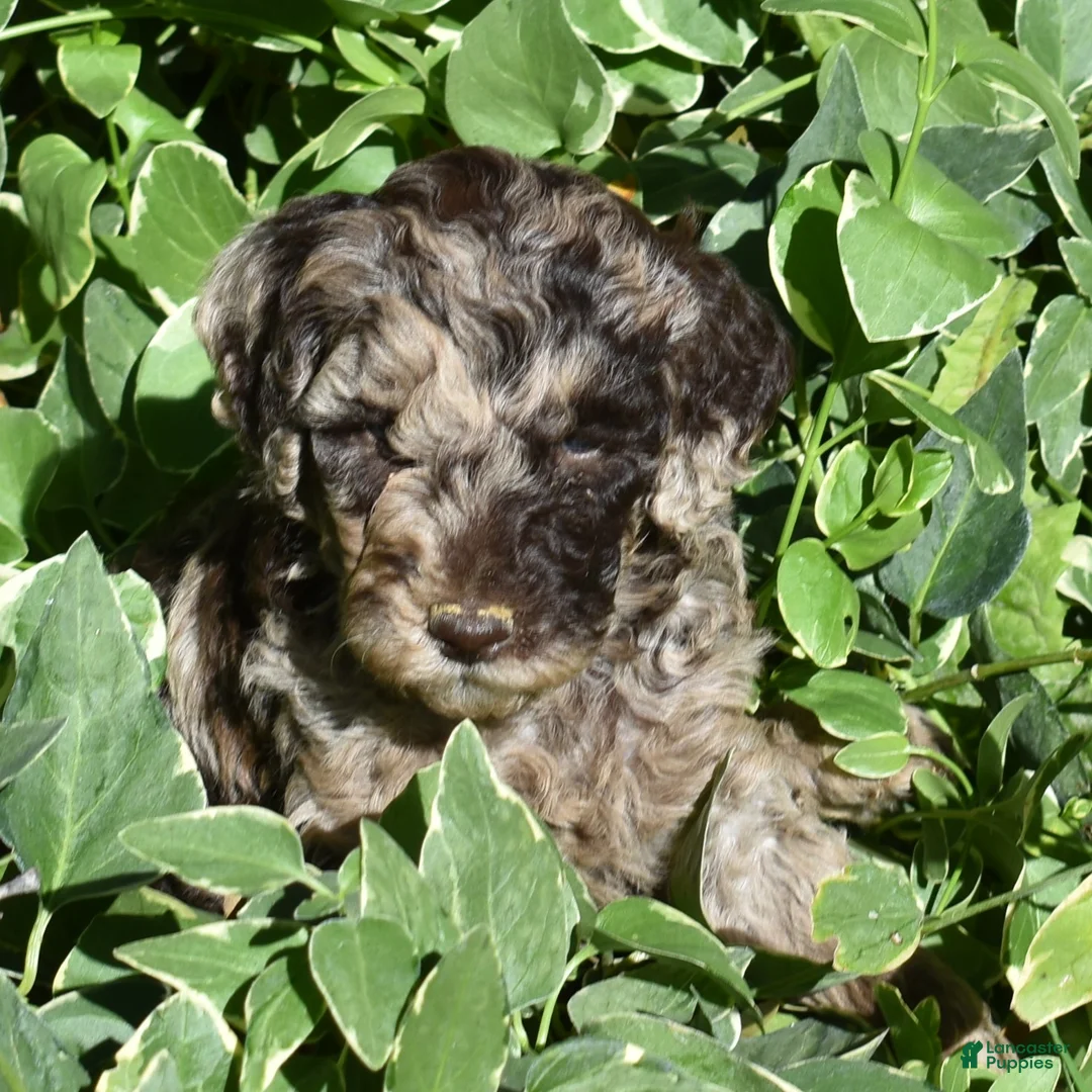 Standard Poodle dogs for sale: Standard Poodle 5 Chocolate Merle - Ad 2