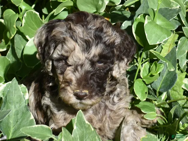 Standard Poodle dogs Standard Poodle 5 Chocolate Merle - Ad 2