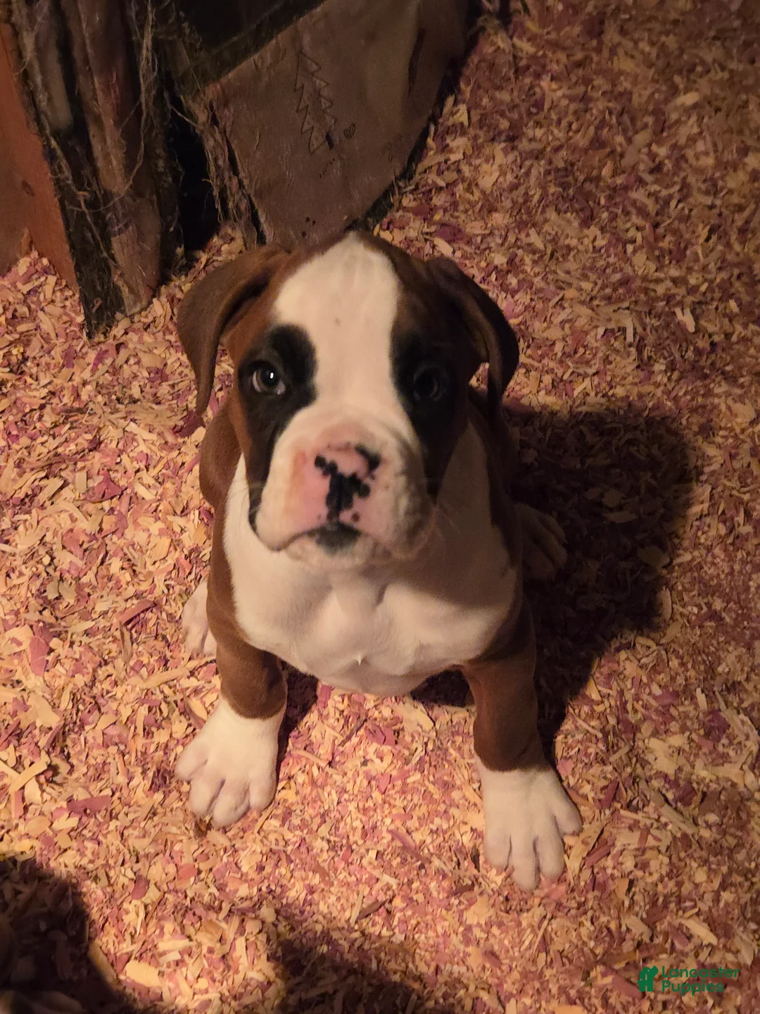 Boxer dogs for sale: Hank - Ad 14