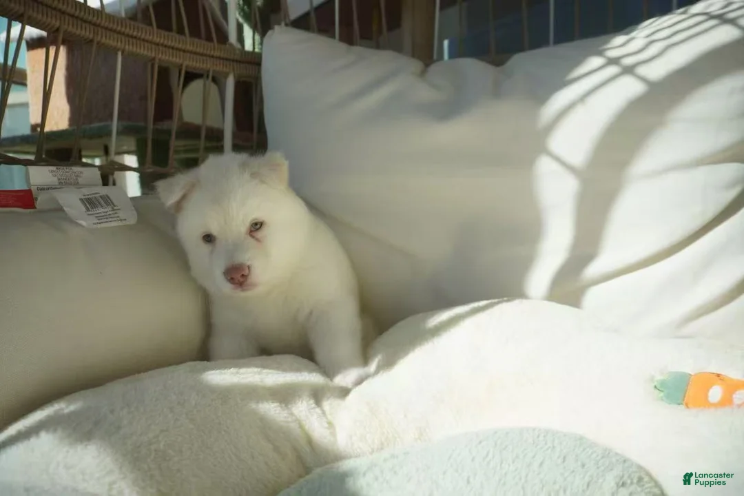 Alaskan Malamute dogs for sale: Melon - Ad 4