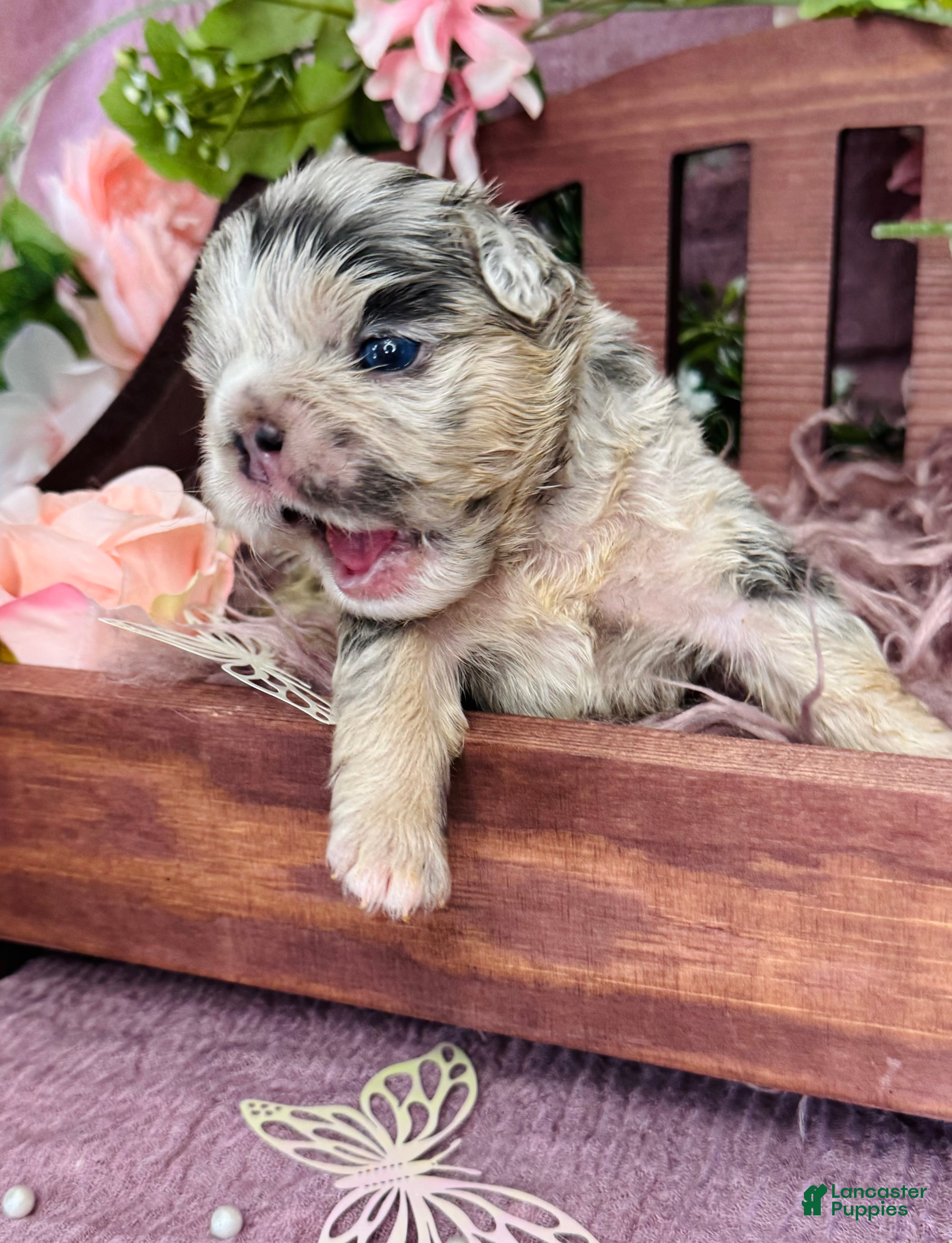 French Bulldog dogs Mrs. Pound Cake  - Ad 1