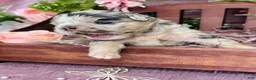 French Bulldog dogs for sale: Mrs. Pound Cake  - Ad 1