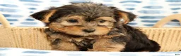 Yorkshire Terrier dogs for sale: Charlie - Ad 6