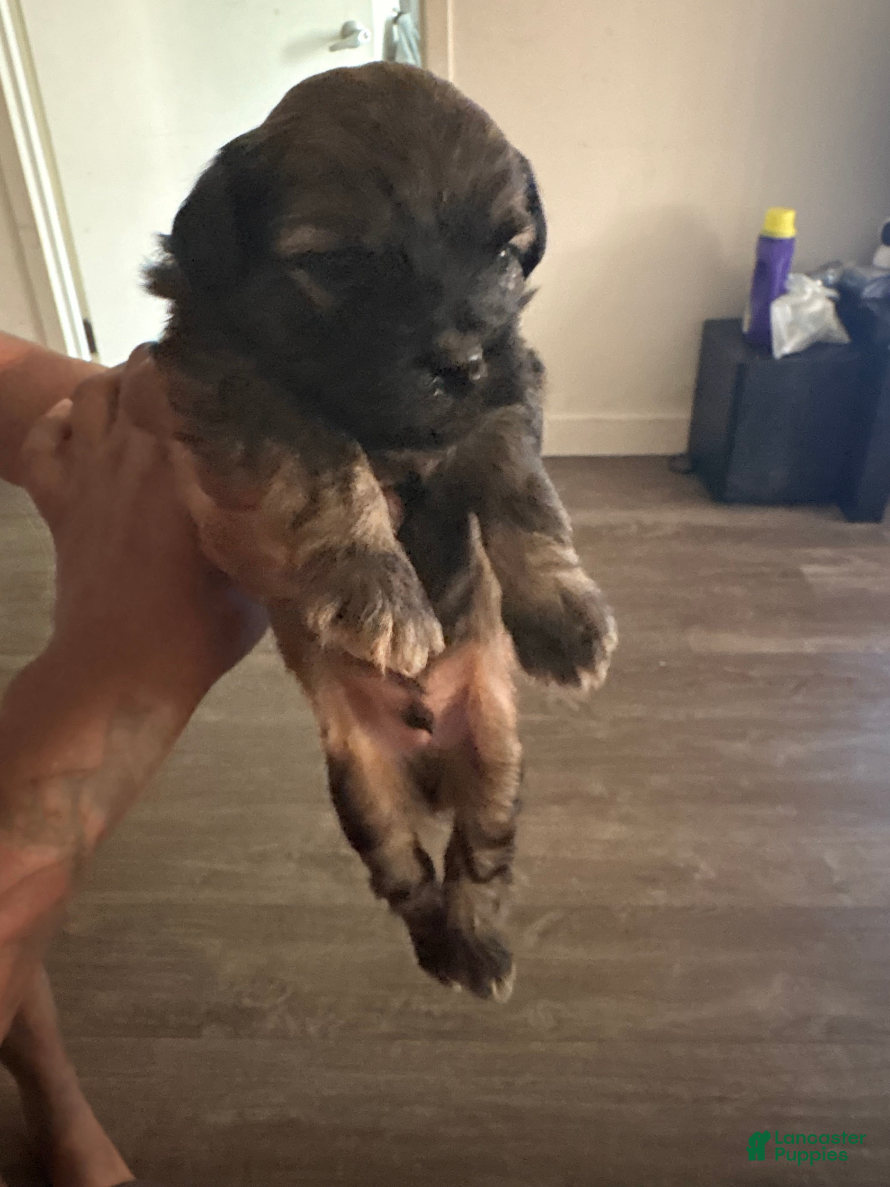Mixed Breed dogs Baby chocolate  - Ad 9