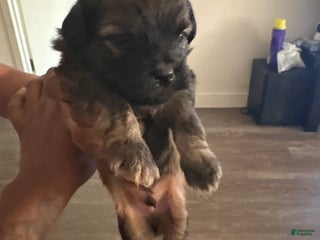 Mixed Breed dogs Baby chocolate - Ad 27
