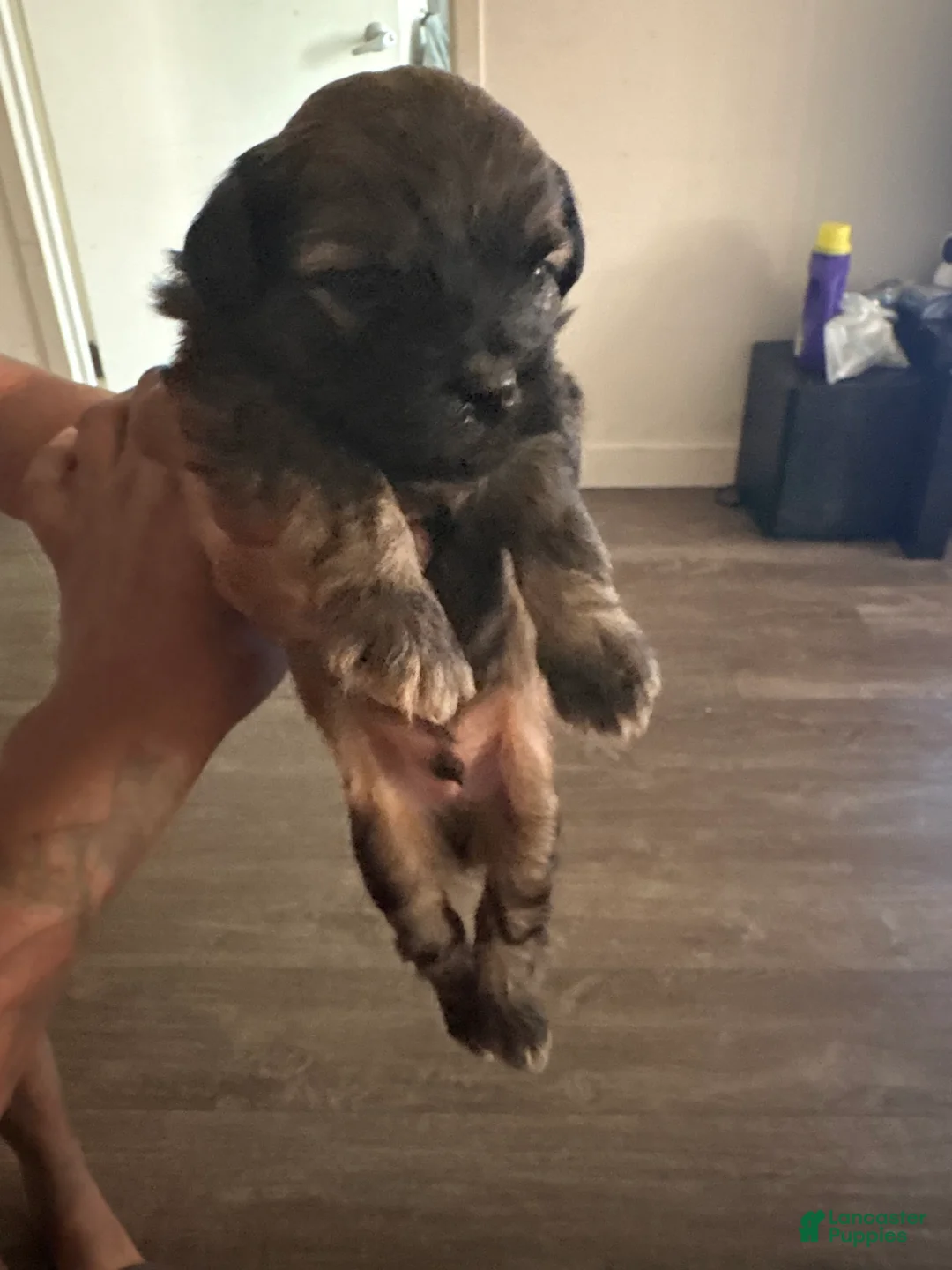Mixed Breed dogs for sale: Baby chocolate  - Ad 2