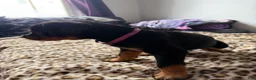 Rottweiler dogs for sale: Pinky  - Ad 2