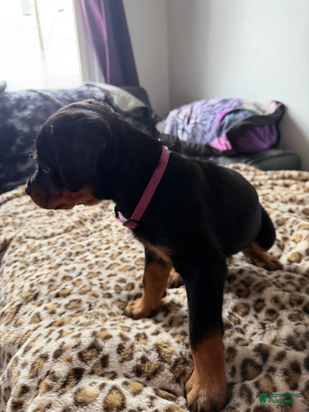 Rottweiler dogs for sale: Pinky  - Ad 2