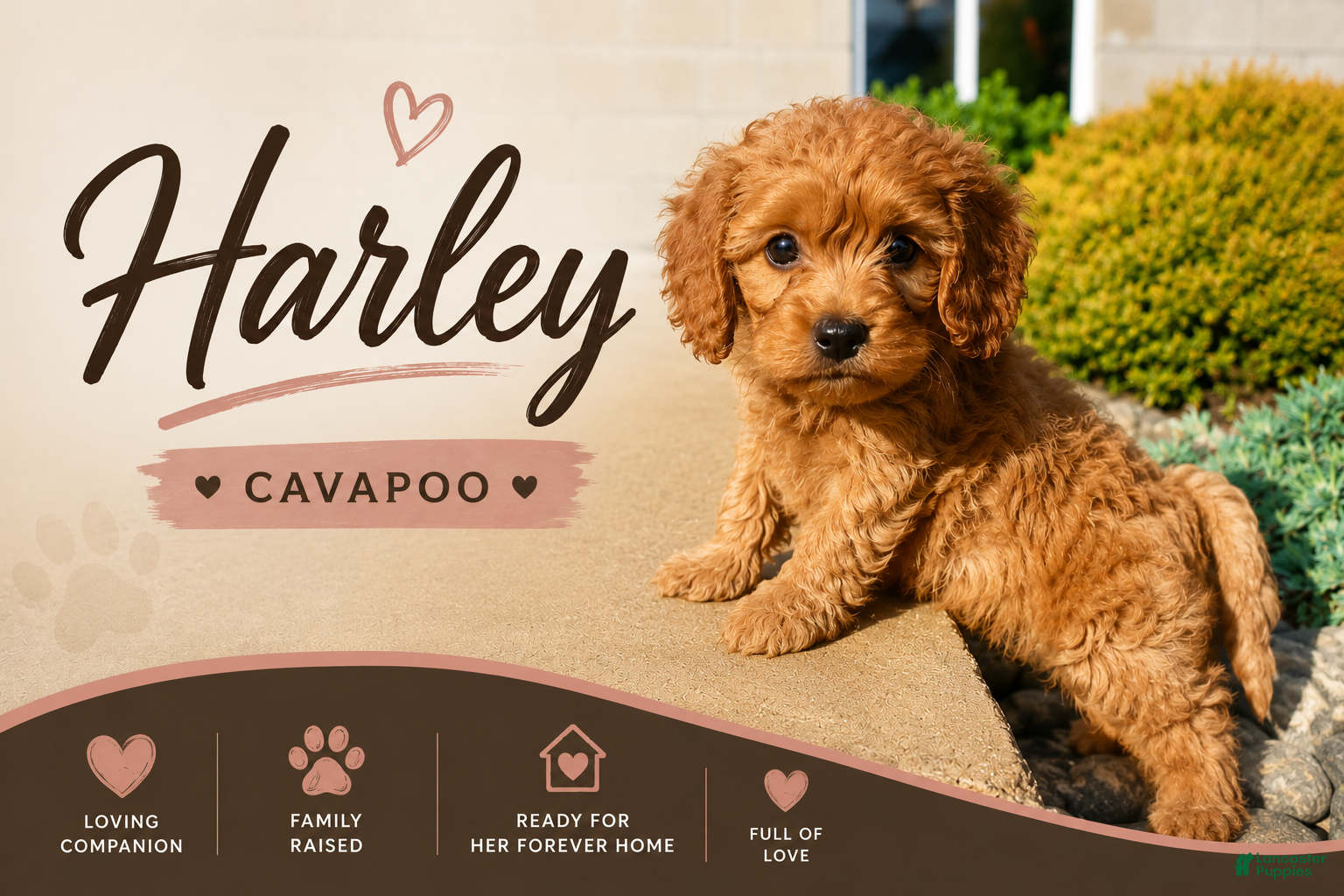 Cavapoo dogs Harley - Ad 1