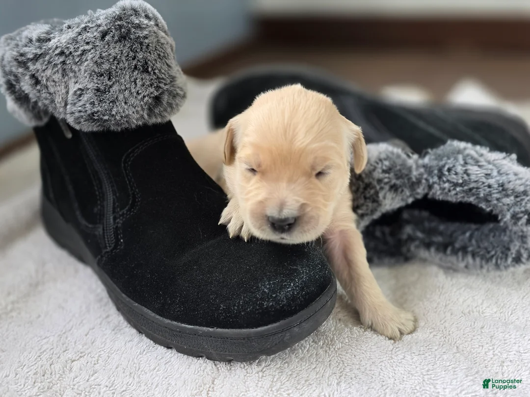 Golden Retriever dogs for sale: Chex - Ad 7