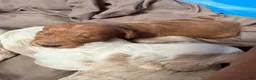 Goldendoodle dogs for sale: Copper  - Ad 3
