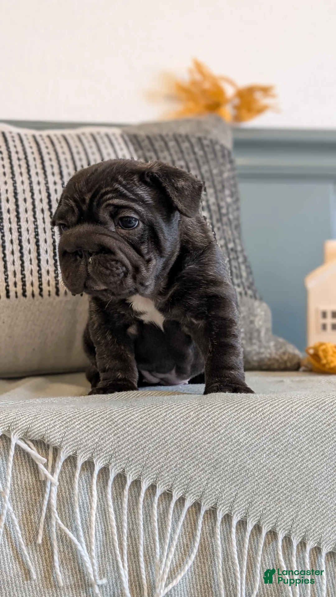 French Bulldog dogs for sale: Roxy - Ad 8