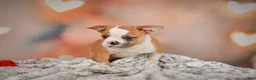 English Bulldog dogs for sale: English Bulldog 1 - Ad 5