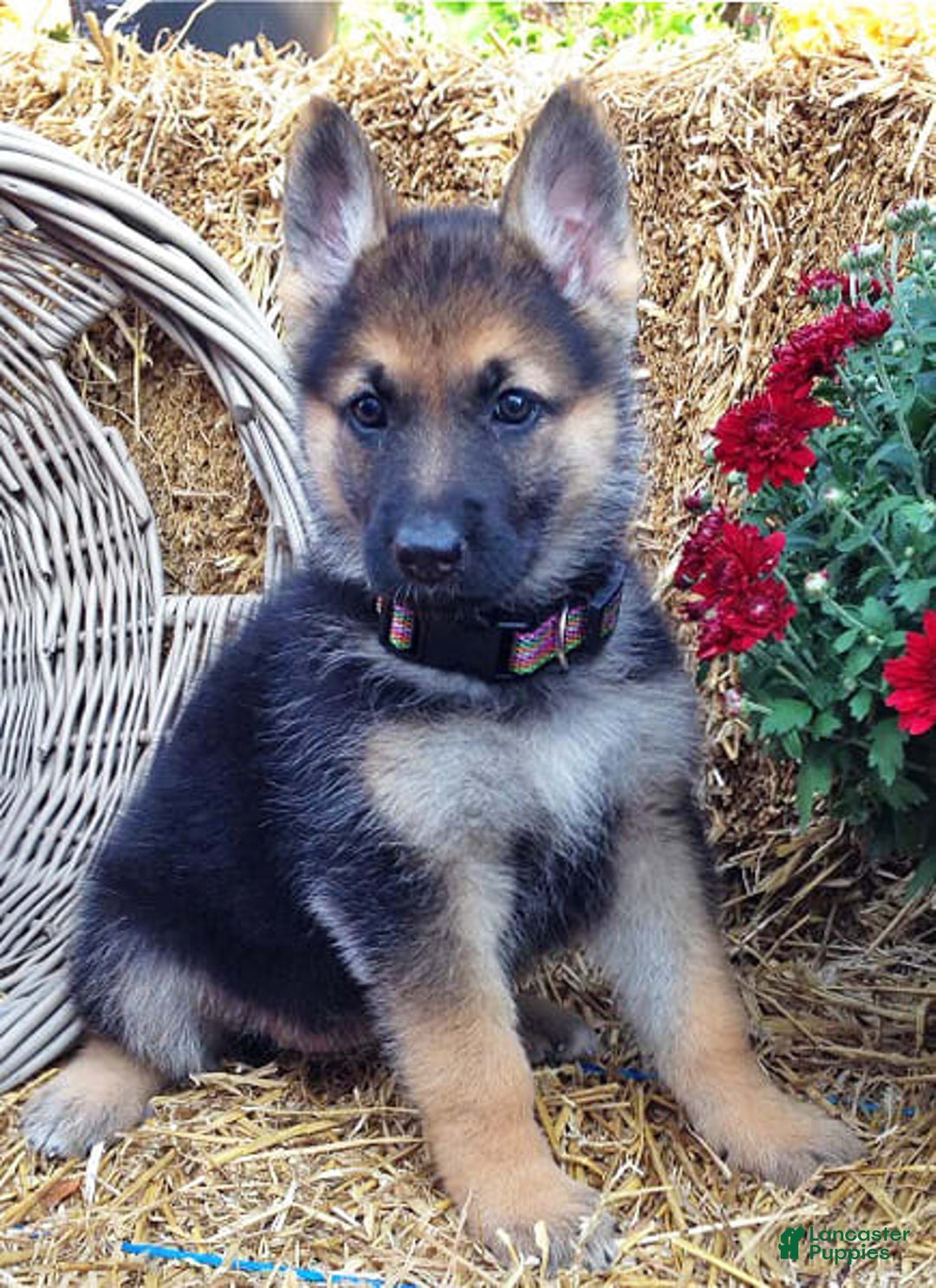 Gallery Image {{count}}