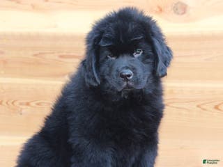 Newfoundland dogs Theo - Ad 15