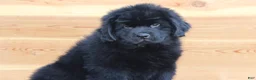 Newfoundland dogs for sale: Theo - Ad 4